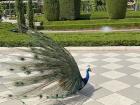 Here is a photo of a peacock at Retiro Park