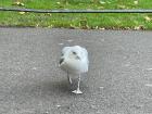 This is a seagull that charged at me... it was so scary!