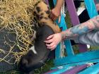 She not only likes her cat, Tulip, but she adores baby pigs