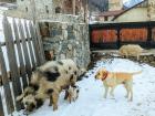 Domestic pigs and a family dog in Mestia