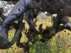 Some older cactus pads that have converted into the branches/trunk of the plant