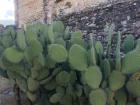 Here you can see many of the bright green cactus pads of nopal with thorns on them