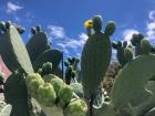 The fruits of the nopal can be seen here, like little circular ears on each pad