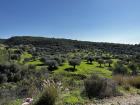 Olive Trees Outside of "Ein Hod" Artist Village