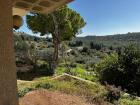 The wildlife surrounding Ein Hod