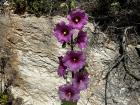 Flowers seen in Carmel national park