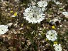 Flowers spotted on the hike up Mount Carmel