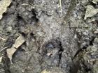 Tracks from collard peccary which are similar to big and wild hairy pigs