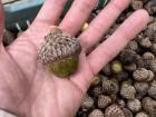 An acorn from a Costa Rican oak tree