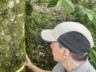 Measuring a tree's DBH (Diameter at Breast Height)