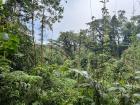 Look at how lush the plant life is here in the cloud forests