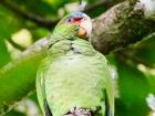 A beautiful white-fronted parrot which eats fruit in the trees