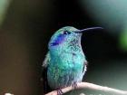 This Lesser Violetear is a pollinator of plants and trees and helps to cross pollinate the vegetation