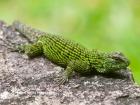 The handsome male Green Spiny Lizard