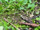 Leaf Cutter Ants make reforestation a challenge, as they can wipe out and kill young trees
