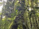Old growth trees like this one are important for helping purify water and provide area for plants to grow