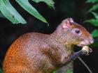 An Agouti enjoying a fruit from a native tree