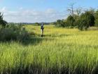 An invasive species survey in a tidal marsh on a military base in eastern Virginia