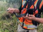 Holding a green water snake found in a Florida depression wetland