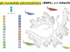 With more SNPs included, we could get very close to having a unique DNA fingerprint, which could separate individuals into many families. Photo credit: Rachel Davis