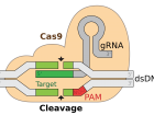 A CRISPR-conundrum! Do you have answers for Jenna's final questions on human gene editing?