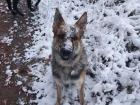 Elisa's dog Oscar in the Göttingen winter