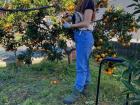 Here I am in my grandparents' garden picking tangerines!