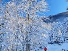 Here is a very tall tree covered in snow