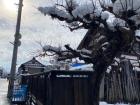 Here is snow piling up in the branches of a tree