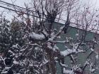 Here is a persimmon tree with orange fruit still attached to the snow-covered branches