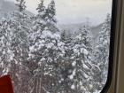 Here are some snow-covered trees outside of the train window