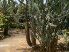 Some of the plants in Gaborone, Botswana