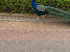 A peacock that I came across in Botswana