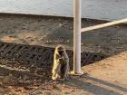 A monkey enjoying lunch in front of the school cafeteria 