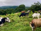 Cattle have plenty of food year round thanks to the climate of Costa Rica