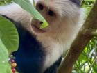 Sloths aren't the only things living in the canopy! Check out this Capuchin monkey