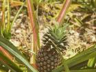 Who knew this is how pineapples grow?