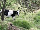 I walked past this adorable cow (and about 100 others) this morning on my walk to the bus stop from a community school!