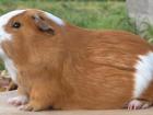 A "cuy," or guinea pig