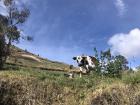 While on a walk through the community with my high school students in Columbe Grande, we passed many adorable cows!