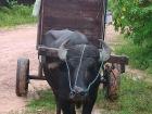 Close up photo of the water buffalo who pulls the trash