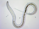 This is a much smaller type of marine nematode worm that made the thin stripe patterns in our samples