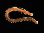 This is a type of bristle worm that made the thick stripe patterns in our samples 