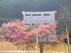 Cherry Blossoms in Itaewon