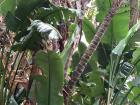 One of many beautiful plants at Kirstenbosch Gardens