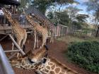 Fun at the Giraffe Centre in Nairobi