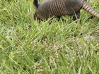 Our armadillo friend on campus--what should we name him?!