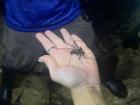 Scorpion spider! Yikes