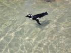 African penguin swimming on Boulders Beach