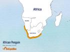 African penguins live off the coasts of South Africa and Namibia